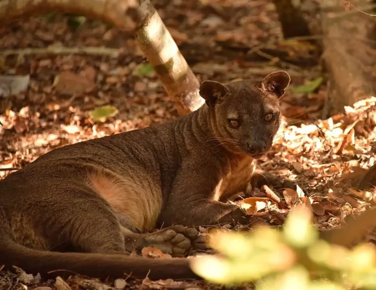 1170px-fossa-kirindy-madagascar-21082532846jpg
