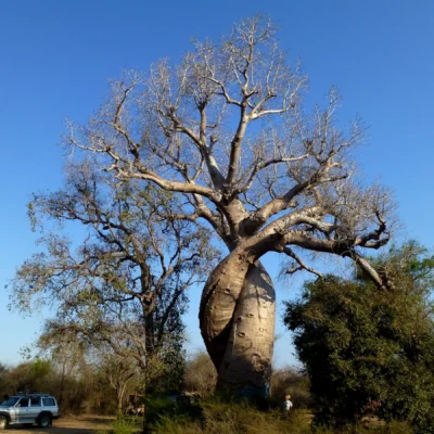 Bekopaka – Morondava (200 km)