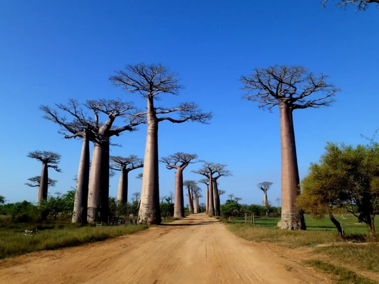 Baobab_Avenue_Morondava_Madagascar_-_panoramio