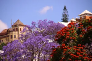 Beautiful_jacaranda_Antananarivo_Madagascar