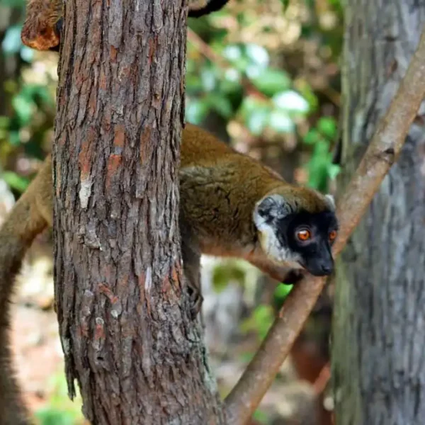 Lémurien-de-Madagascar