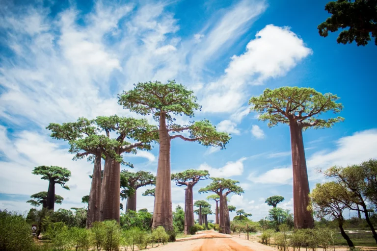 Morondava.Ongy.M