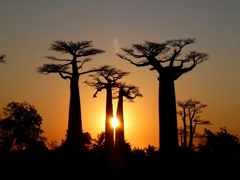 Sunset_Baobab_Avenue_Morondava_Madagascar_-_panoramio