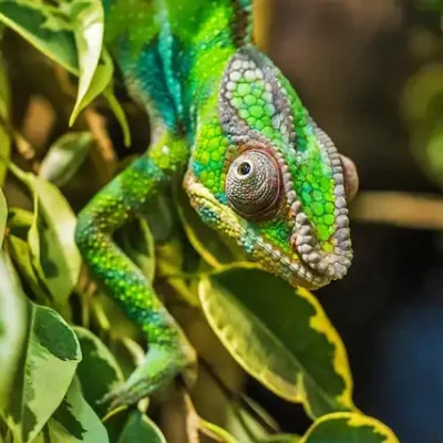 bergadder-chameleon-384957_640