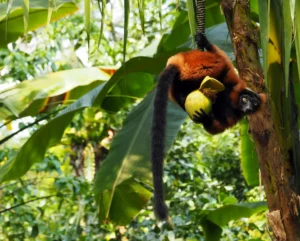 martin_67-ape-3383907_1920